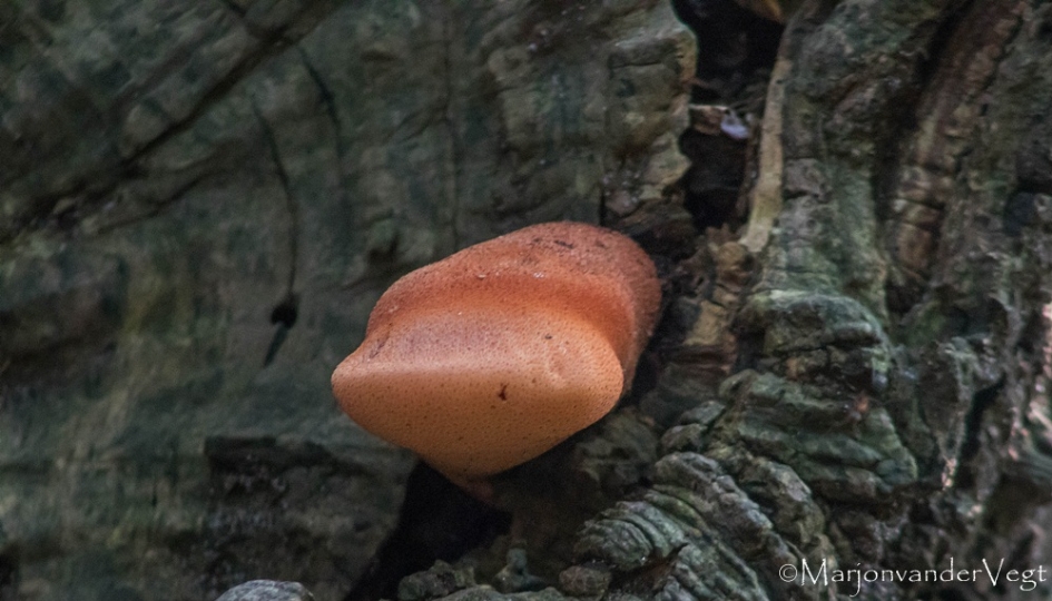 Donald duck snavel - Geleedpotigen - biefstukzwam