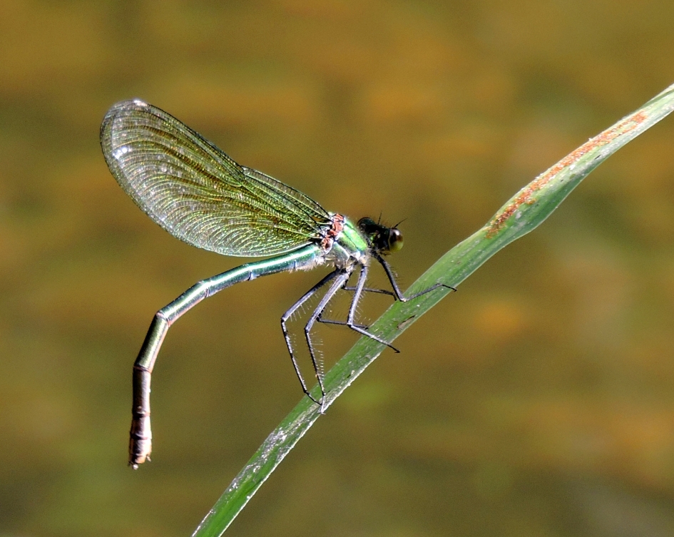 Doorschijnend groene jurk - Geleedpotigen - Weidebeekjuffer