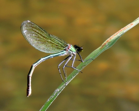 Doorschijnend groene jurk