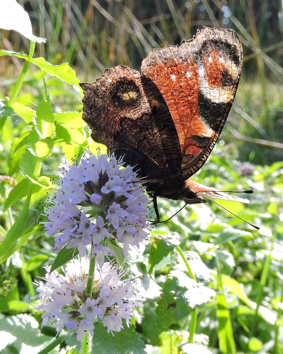 Doorschijnende ogen - Geleedpotigen - Dagpauwoog