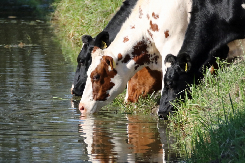 Dorst... - Zoogdieren - 