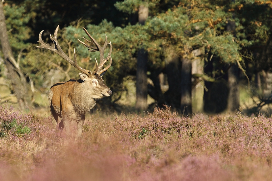 edelhert - Zoogdieren - 