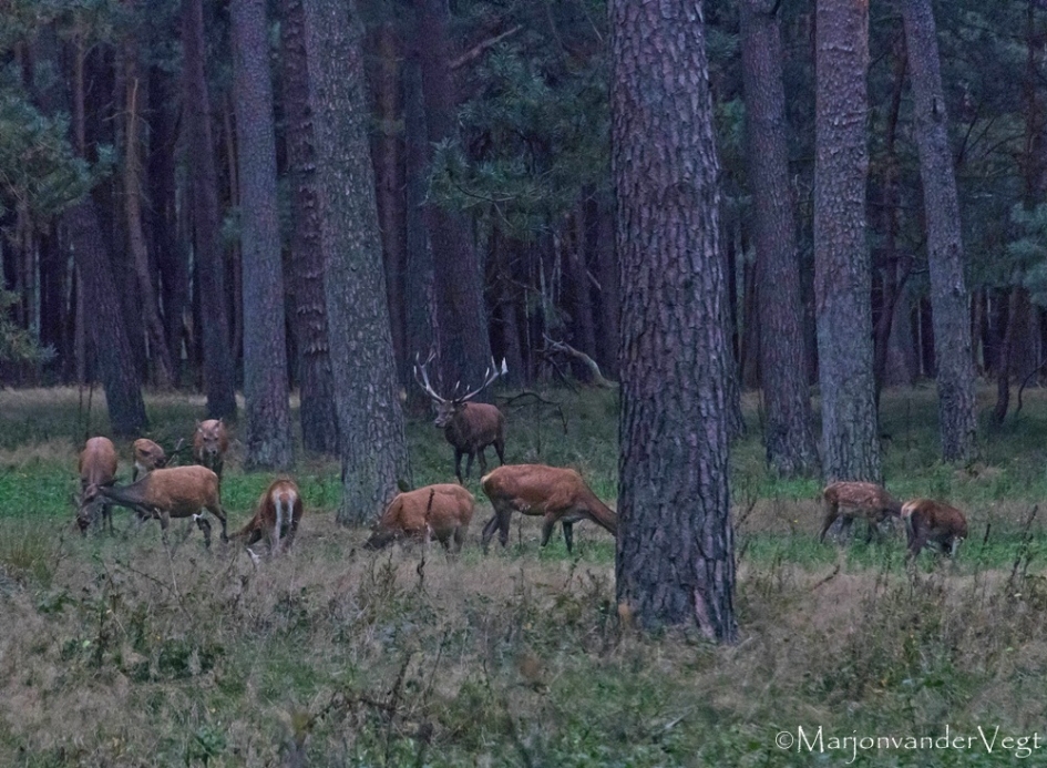 Edelherten - Zoogdieren - Edelherten