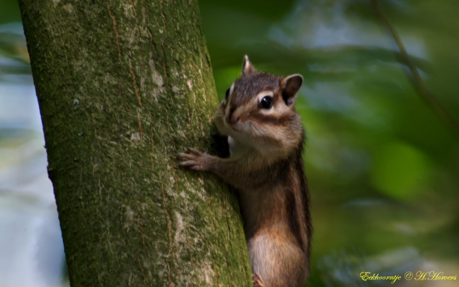 Eekhoorntje - Zoogdieren - 