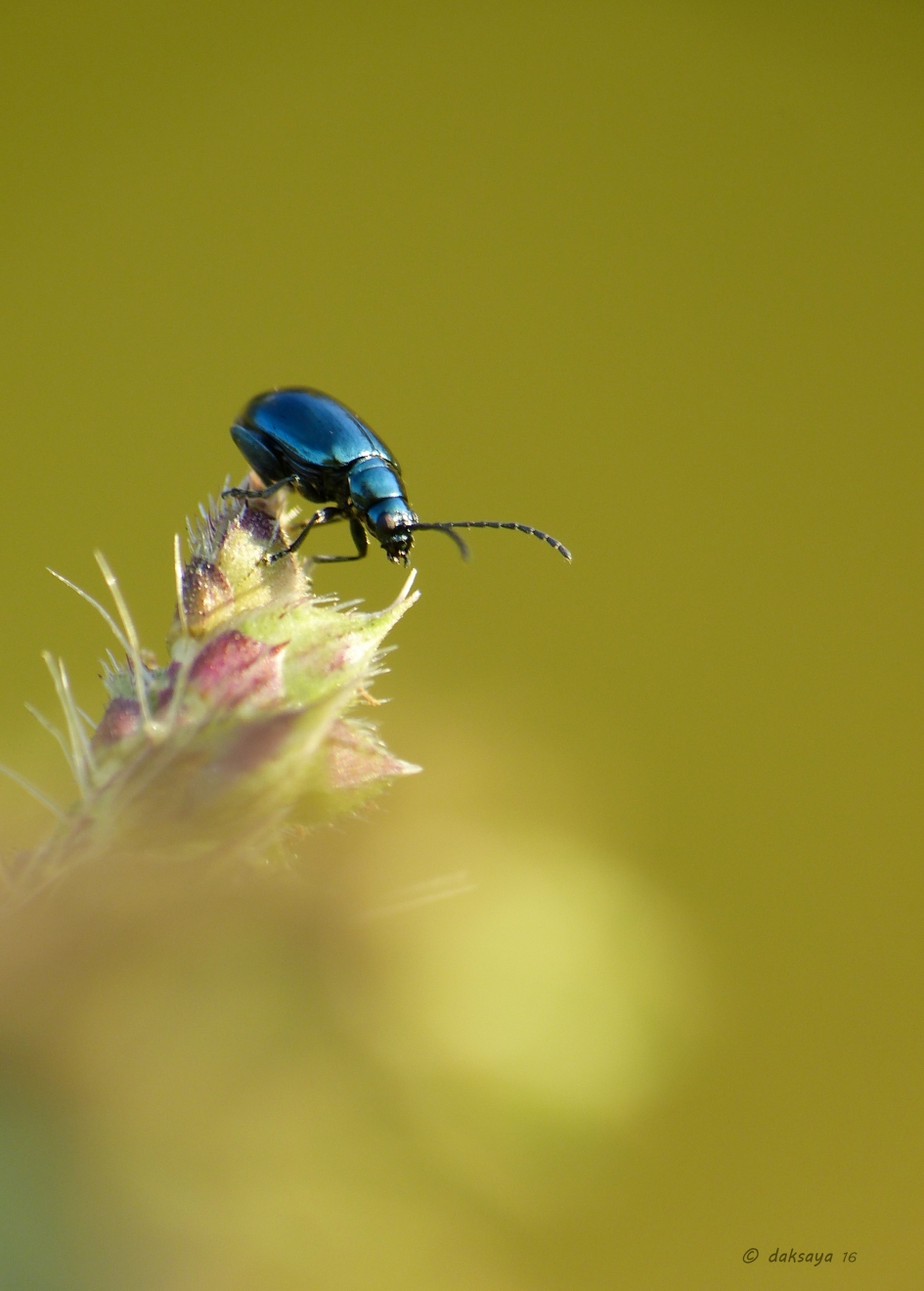 Elzenhaantje - Geleedpotigen - 