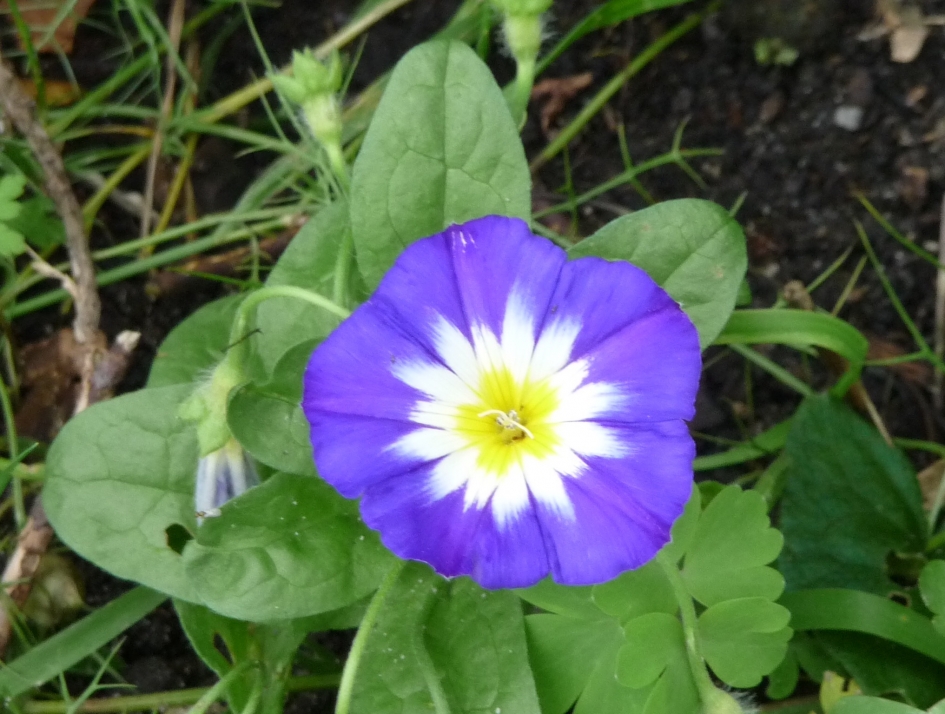 Erg blauw.. - Planten - 
