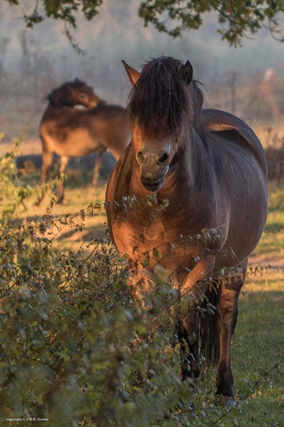 Exmoor - Zoogdieren - Exmoorpony