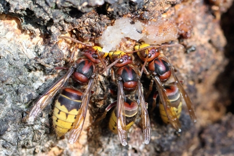 Feestmaaltje voor  de hoornaar