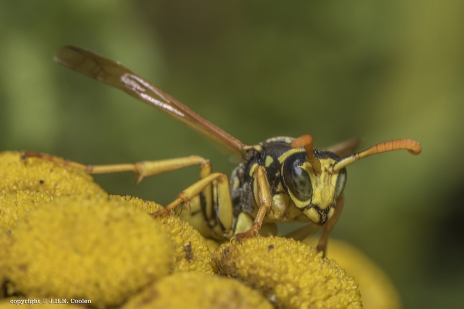 Frans - Geleedpotigen - Franse veldwesp