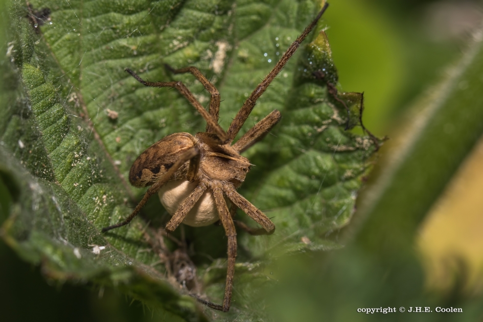 Gardian 2 - Geleedpotigen - Kraamwebspin
