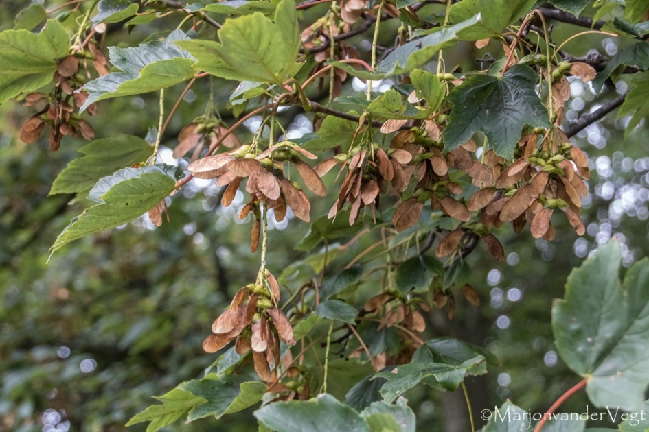 Geduldig wachtend - Planten - 