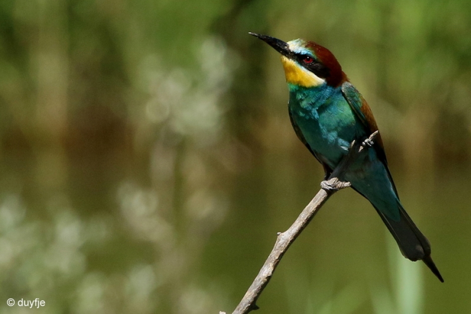 Gekleurd - Vogels - Bijeneter