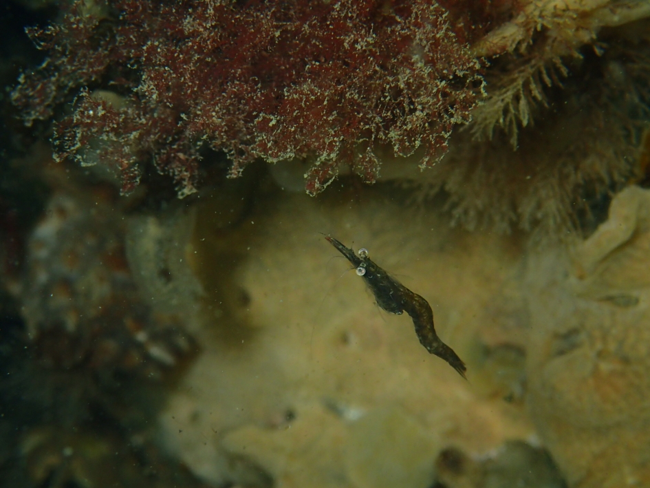 Geknikte aasgarnaal - Geleedpotigen - Geknikte aasgarnaal