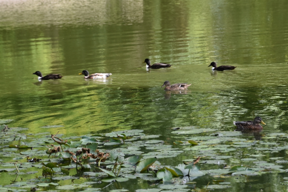Gelukt, lekker zwemmen. - Vogels - 