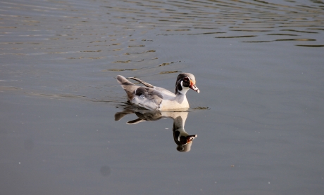 Genieten van het ruime water