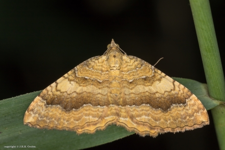 Gestreepte goudspanner