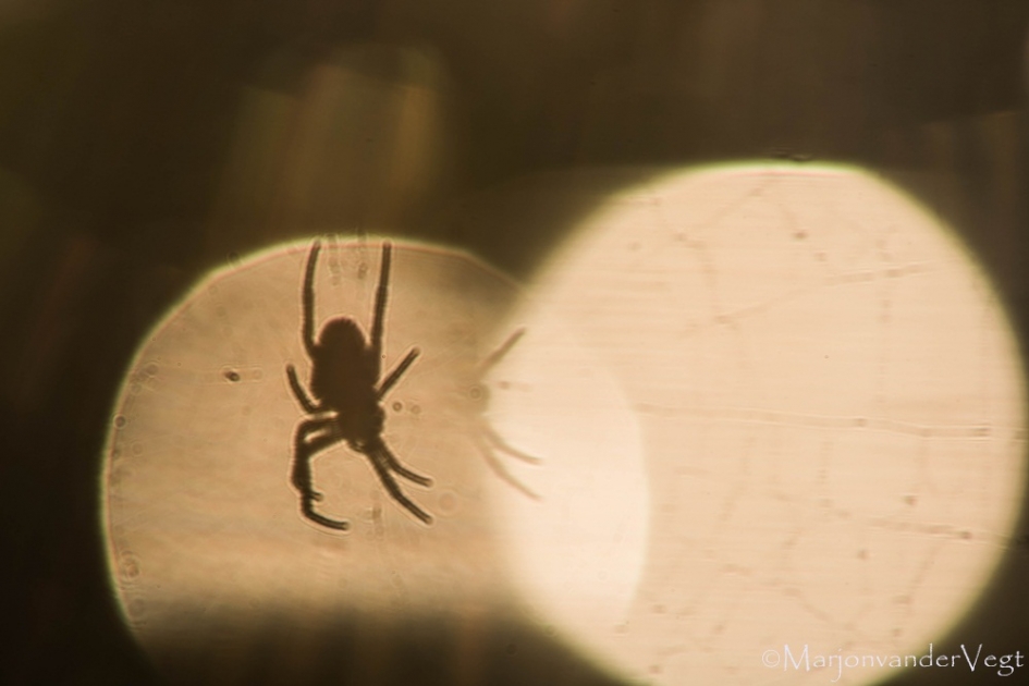 Gevangen - Geleedpotigen - spin