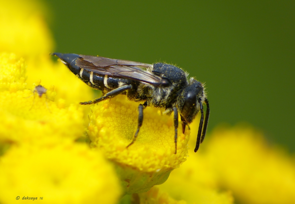 Gewone Kegelbij - Geleedpotigen - Gewone Kegelbij