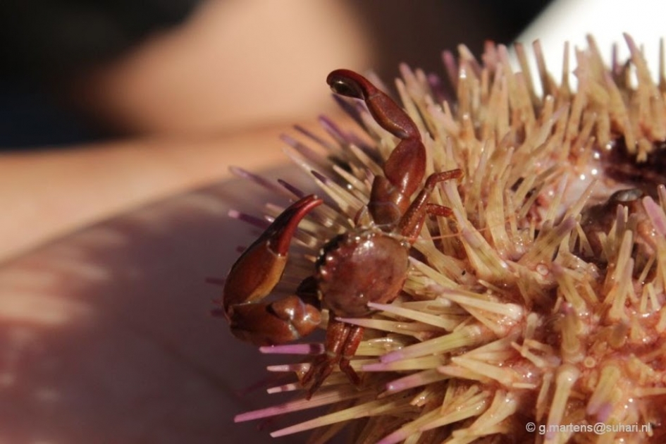 Gewoon porceleinkrabbetje (Pisidia longicornis) verstopt zich - Geleedpotigen - Gewoon porceleinkrabbetje