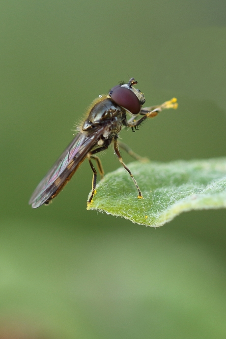 gewoon schaduwplatvoetje