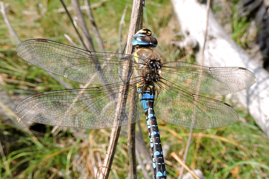 Glas in lood - Geleedpotigen - Paardenbijter