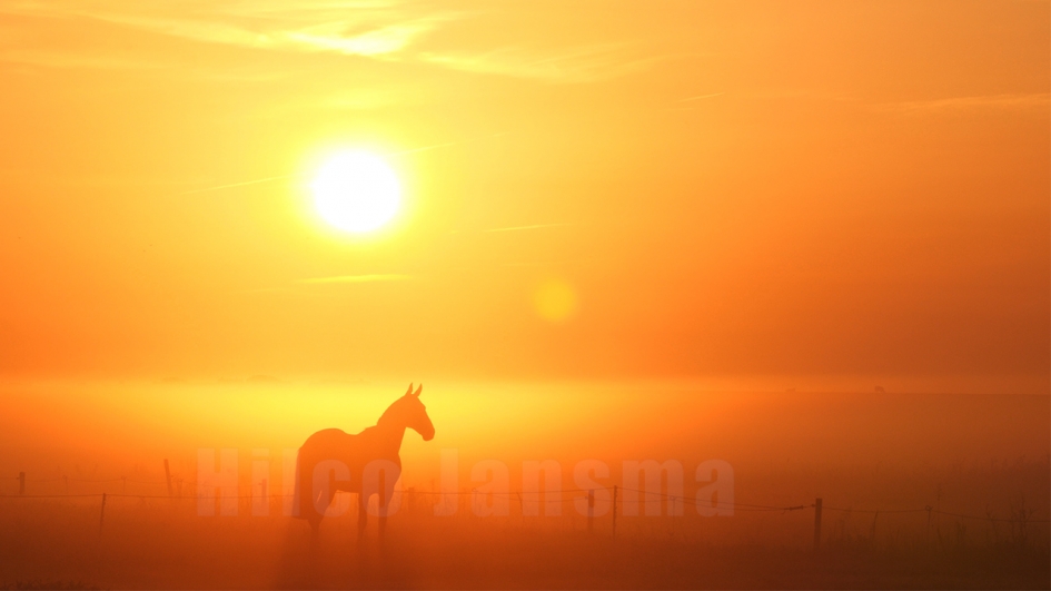 Gouden Ros - Zoogdieren - Het paard