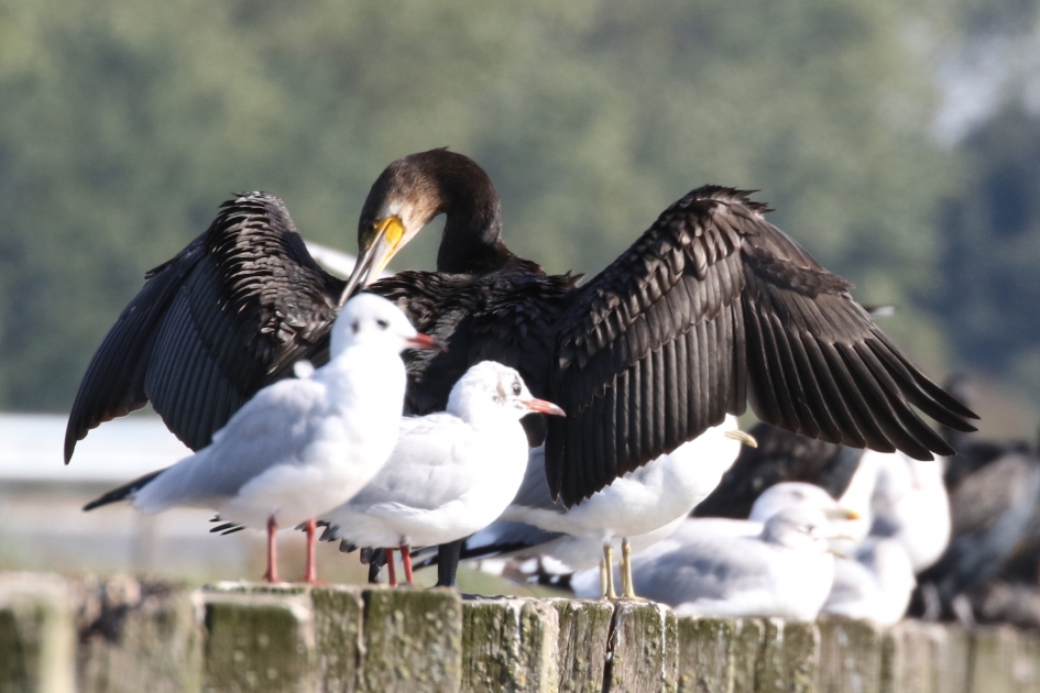 Graag wat ruimte... - Vogels - 
