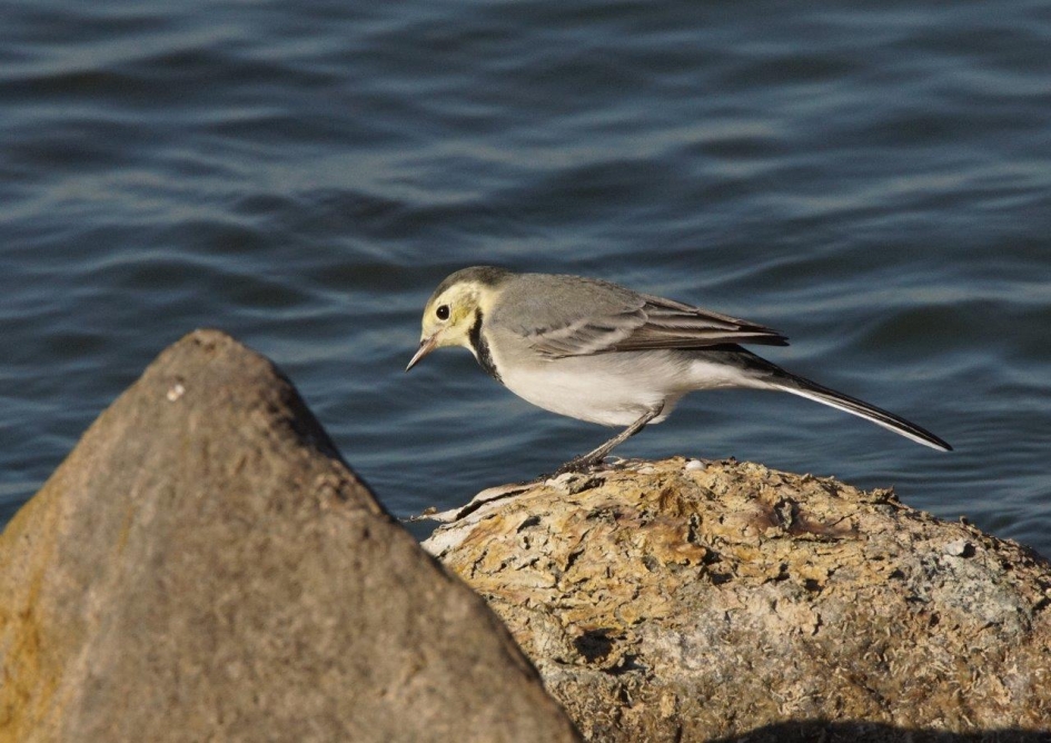 Kwikstaart - Vogels - Kwikstaart