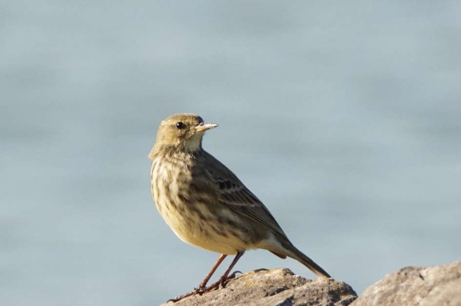 graspiper - Vogels - Graspipiper