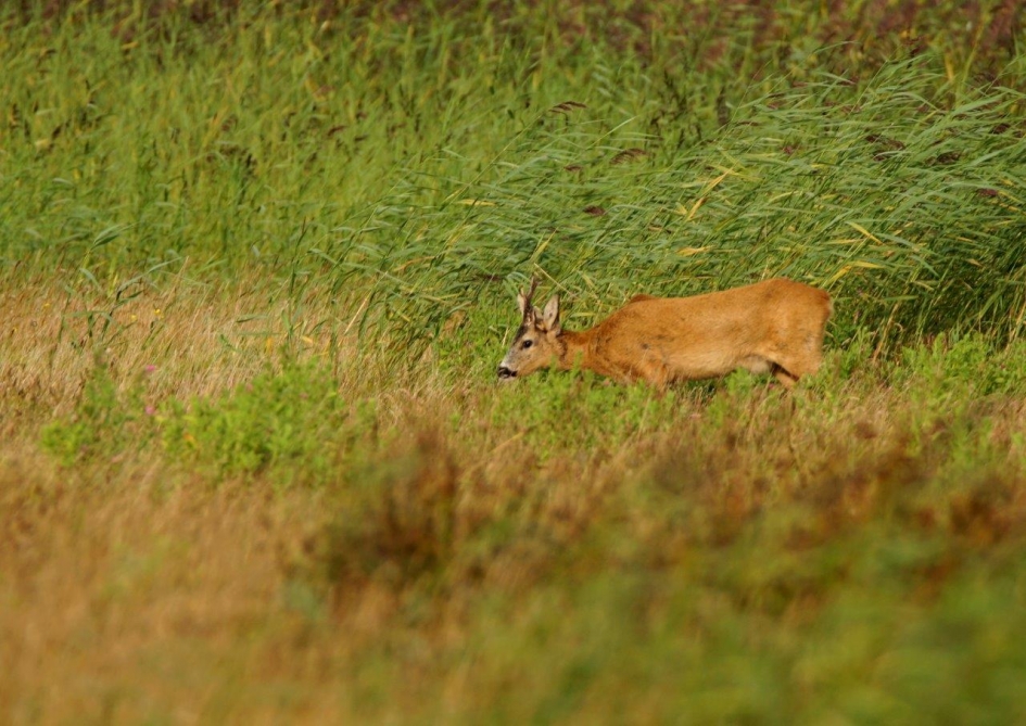 Grazenderee - Zoogdieren - Ree