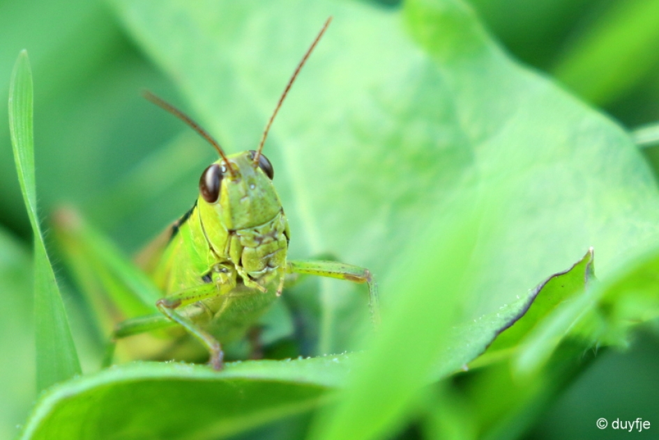 Groen - Geleedpotigen - 