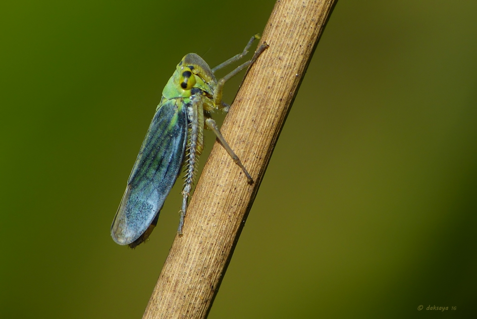 Groene cicade (m) - Geleedpotigen - 