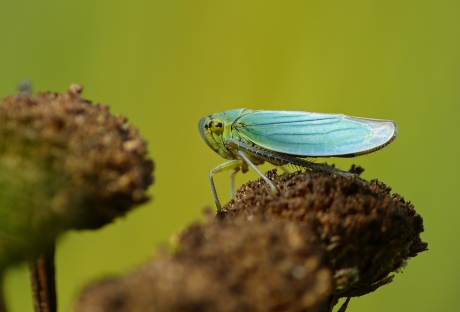 Groene cicade (v)