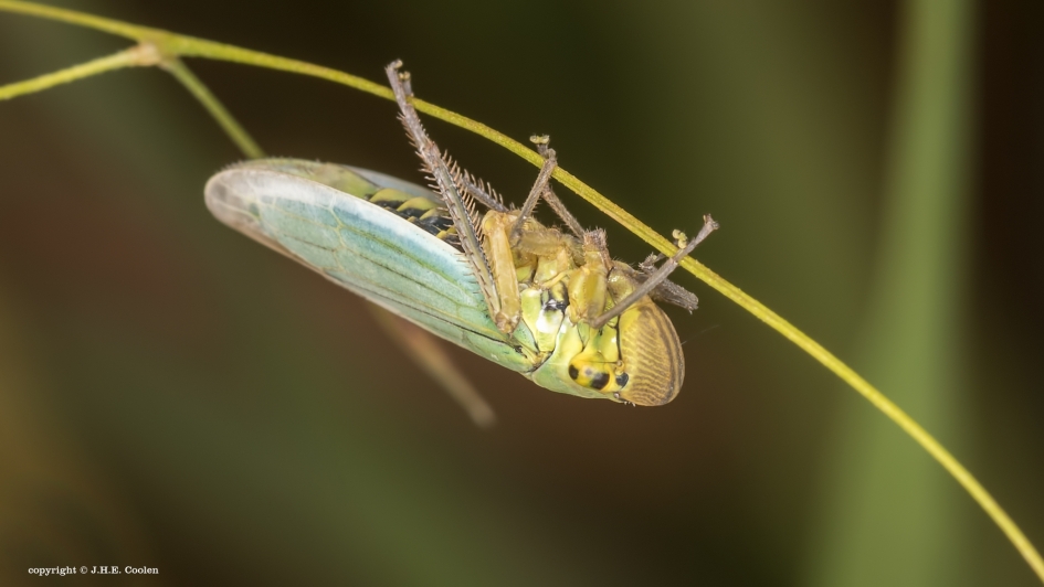 Groene rietcicade - Geleedpotigen - Groene rietcicade
