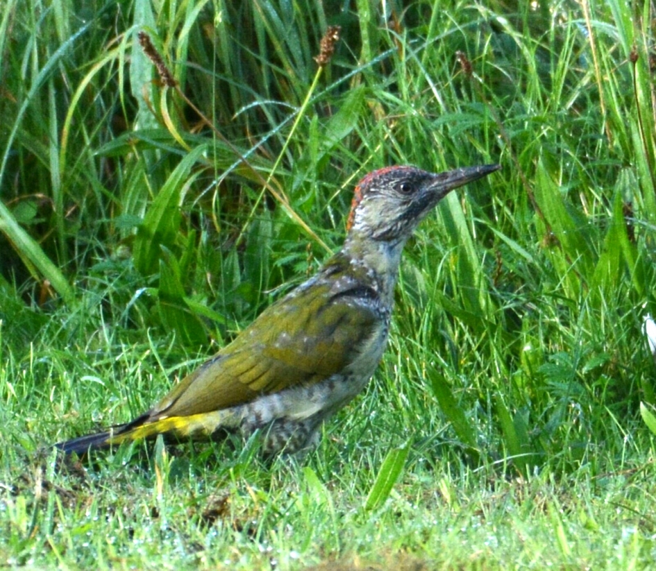 groene specht - Vogels - groene specht