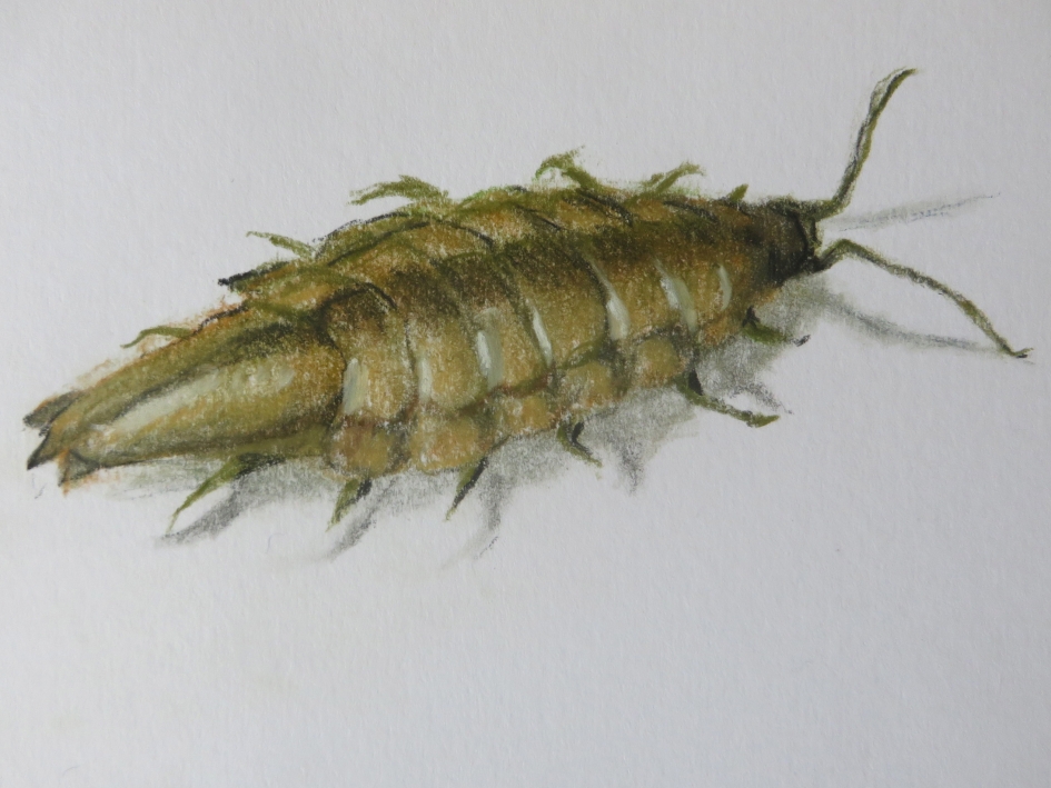 Groene Zee pissebed - Geleedpotigen - Gewone zee pissebed