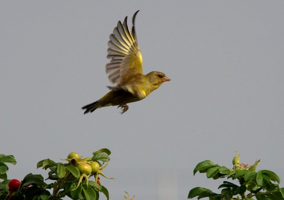 Groenling - Vogels - Groenling