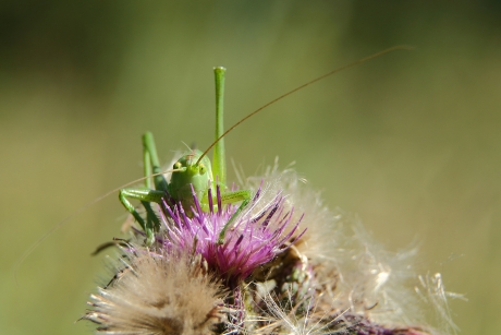 grote groene sabelsprinkhaan