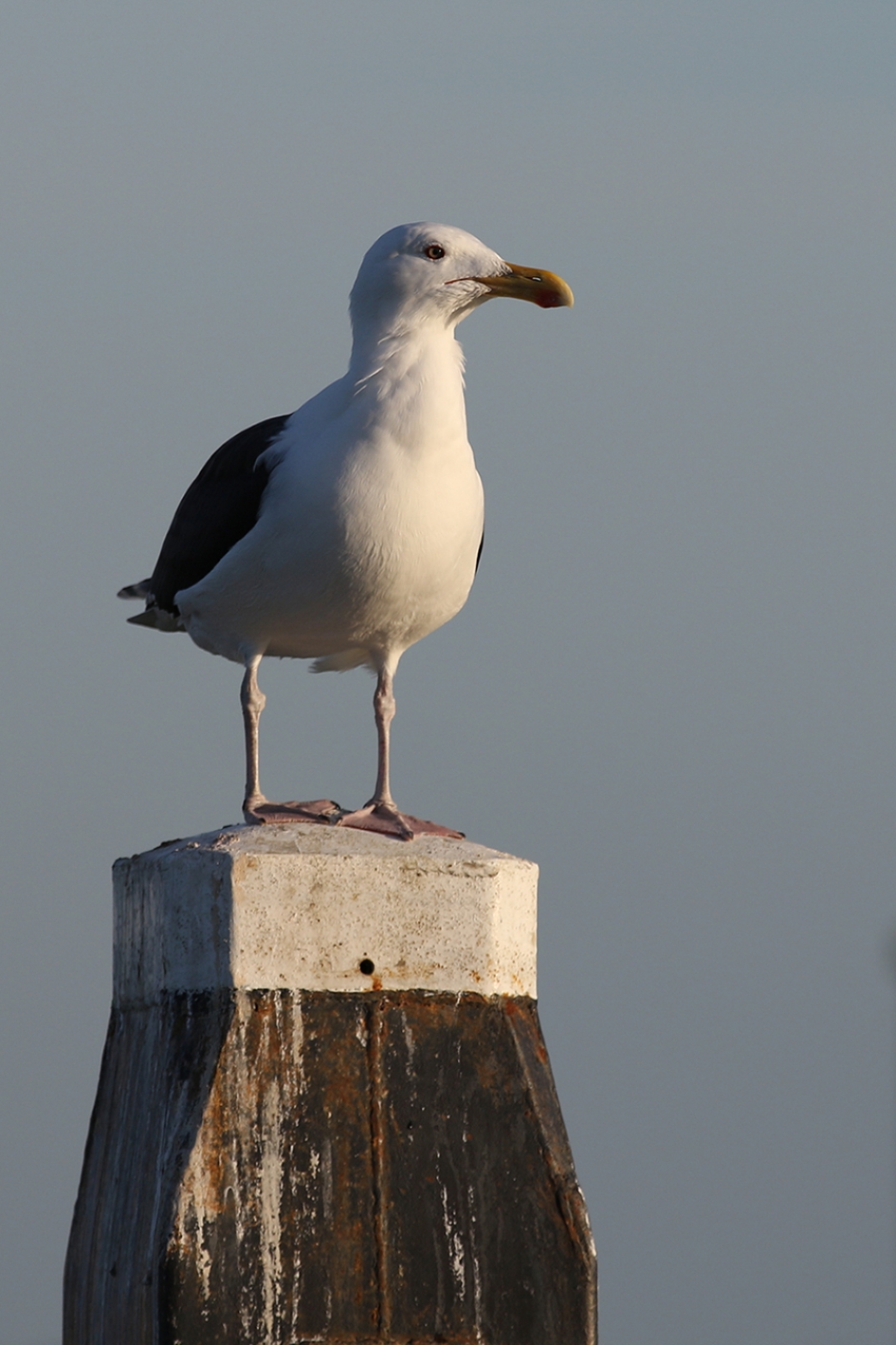 grote mantelmeeuw - Vogels - 