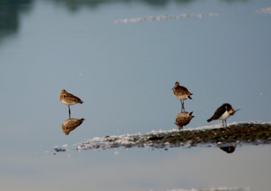 Grutto - Vogels - Grutto"s op rust