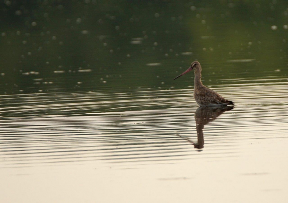 grutto - Vogels - Grutto