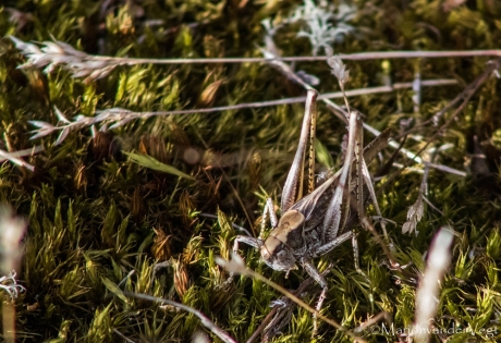 Haan die springen kan