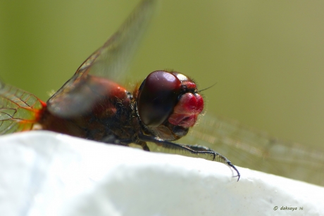 Bloedrode heidelibel