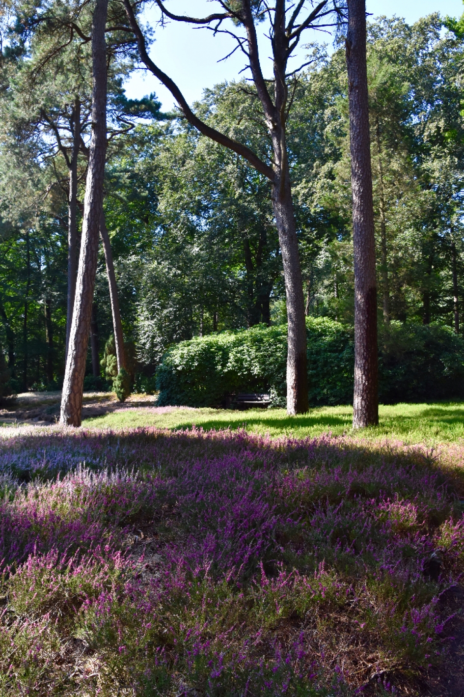 Heidetuin - Planten - 