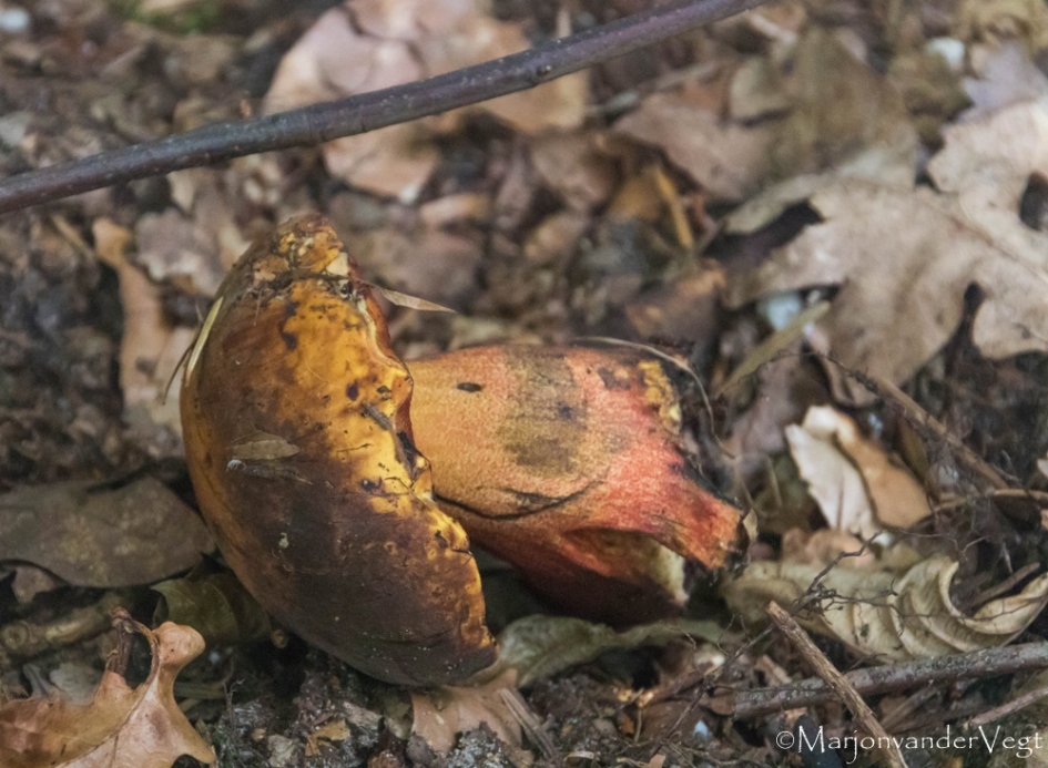 Heksenboleet - Schimmels - Heksenboleet