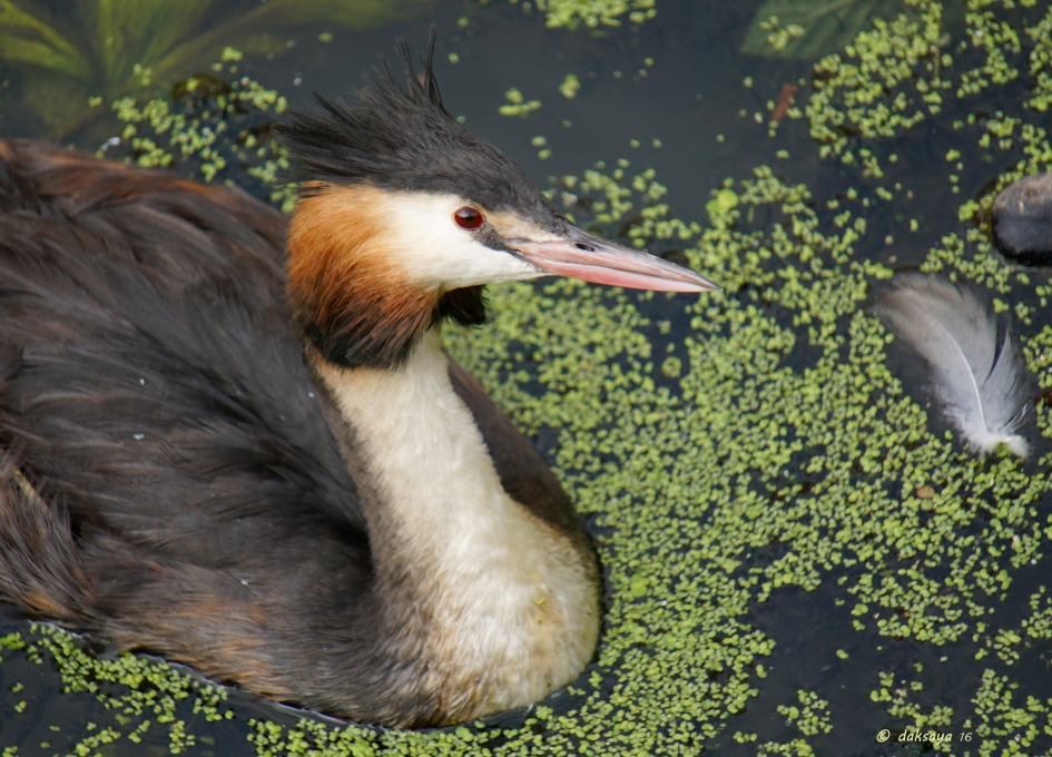 Helemaal wakker - Vogels - 