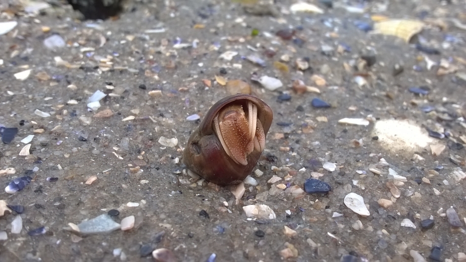 Heremietkreeft. - Geleedpotigen - Heremietkreeft.