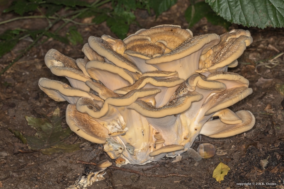 Herfst - Schimmels - Paddestoel