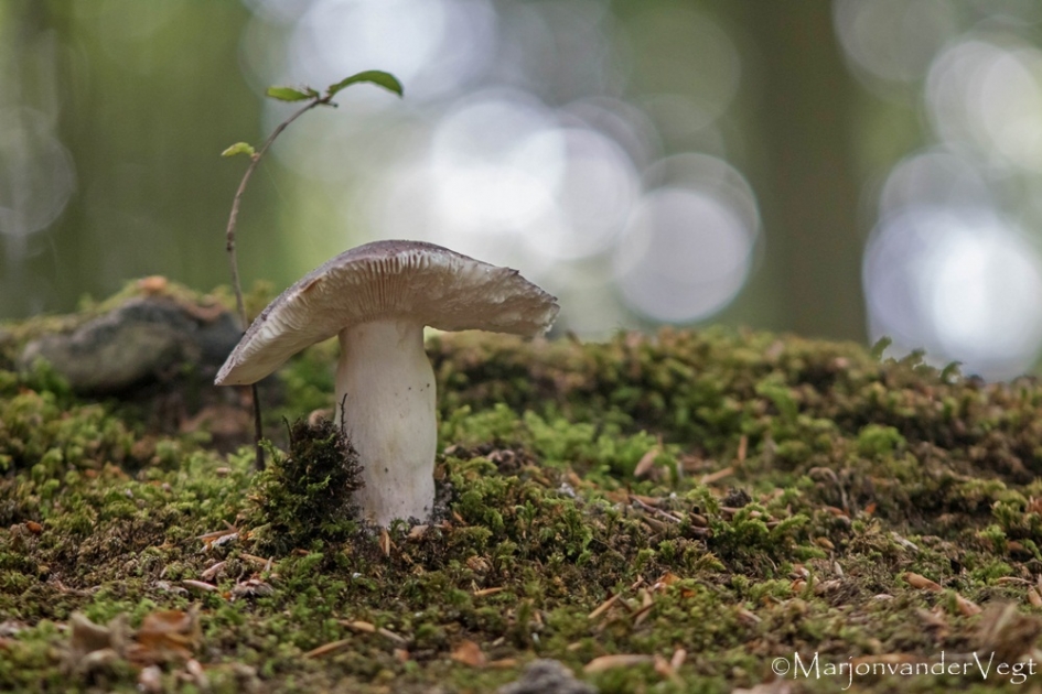Herfst is hier - Schimmels - paddenstoel