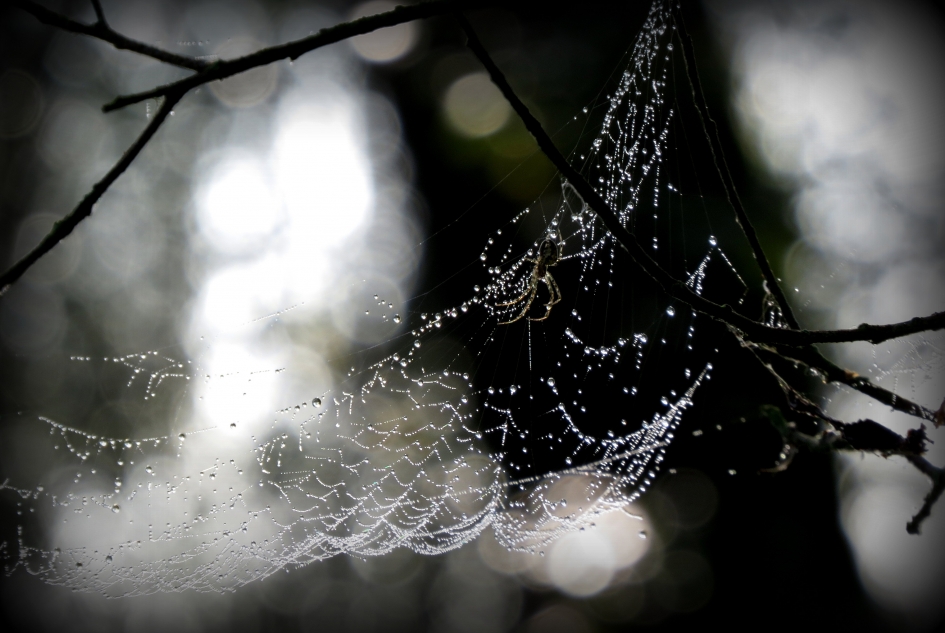 Herfstdraden - Geleedpotigen - Spin